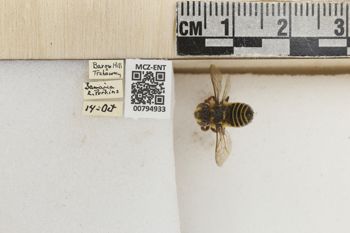 Media type: image;   Entomology 794933 Aspect: Labels